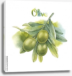 Постер Акварельная оливковая ветвь