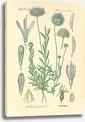 Постер Campanulaceae, Pasione montana