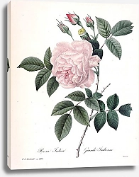 Постер Индийская роза нежно-розового цвета