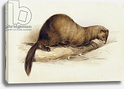 Постер Лир Эдвард A Weasel, 1832
