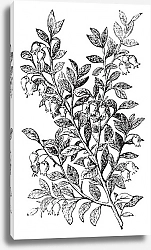 Постер Bilberry, whortleberry or Vaccinium myrtillus engraving