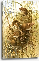 Постер Смит Джозеф (акв) Harvest Mouse