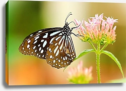 Постер Черно-белая бабочка на розовом цветке