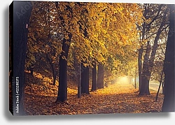 Постер Польша, Краков. Осенняя аллея в парке