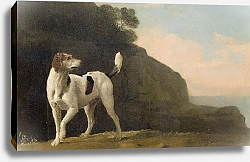 Постер Стаббс Джордж A Foxhound, c.1760