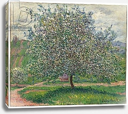 Постер Моне Клод (Claude Monet) Le Pommier, 1879