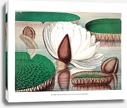 Постер Открытие цветка гигантской водяной лилии