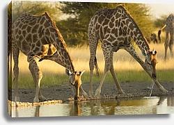 Постер Жирафы на водопое