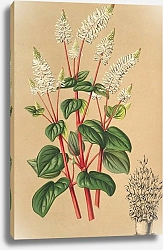 Постер Лемер Шарль Peperomia resedæflora