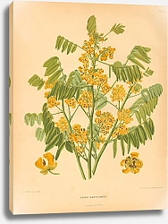 Постер Cassia Marylandica