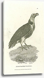 Постер Auriculated Vulture 1