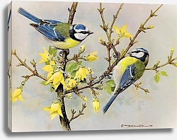 Постер British Birds - Blue Tit