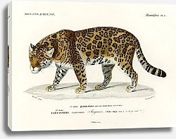 Постер Ягуар (Пантера Конка)