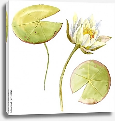 Постер Цветок белой кувшинки с листьями