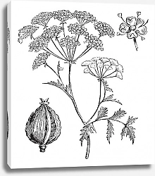 Постер Hemlock or Poison Hemlock or Conium maculatum vintage engraving