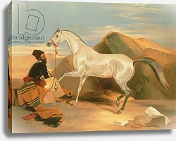 Постер Лэндсир Эдвин Arab Stallion