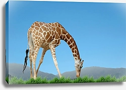 Постер Жираф ест траву