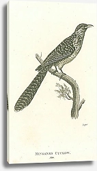 Постер Mindanao Cuckow, male 1