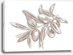 Постер Ветка с листьями и оливками