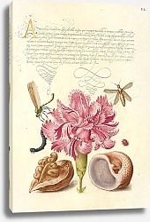 Постер Хофнагель Йорис Damselfly, Carnation, Insect, Caterpillar, Ladybird, English Walnut, and Marine Mollusk