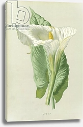 Постер Хулм Фредерик (бот) Arum Lily