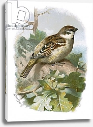 Постер Школа: Английская 20в. Tree sparrow