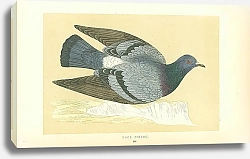 Постер Rock Pigeon 1