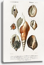 Постер Разные виды моллюсков