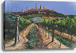 Постер Нил Тревор (совр) Grape Vines, San Gimignano, Tuscany, 1998