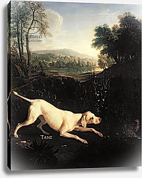 Постер Деспортес Александр Louis XIV's Dog, Tane