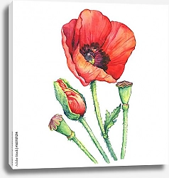 Постер Красный акварельный цветок мака с бутоном и коробочками с семенами