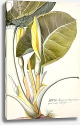 Постер Эгрет Джордж PD.116-1973f.14 Arum maximum aegyptiacum, c.1740-45