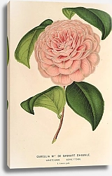 Постер Лемер Шарль Camellia Mme de Cannart d’Hamalè