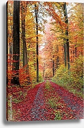 Постер Германия. лес 1