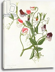 Постер Коньерс Джон (бот) Lathyrus Odoratus