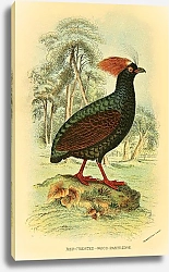 Постер Red-Crested Wood-Partidge