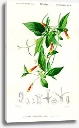 Постер Candy corn Vine (Manettia bicolor) 