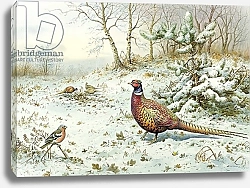 Постер Даннер Карл (совр) Cock Pheasant and Chaffinch