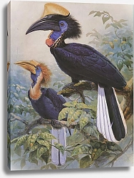 Постер Yellow-casqued Wattled Hornbill (male & female)