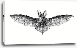 Постер Vintage bat illustration
