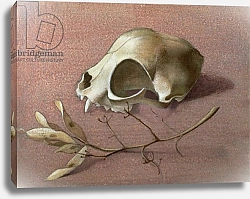 Постер Ливайн Томар Skull and Seedpod