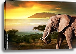 Постер Слон на фоне Килиманджаро на закате