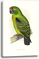 Постер Jardine's Parrot