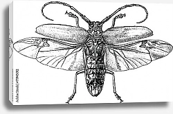 Постер Ретро-иллюстрация с насекомым