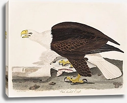 Постер Птицы Америки Уилсона 36