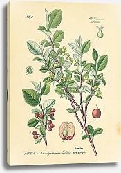 Постер Rosaceae, Pomeae, Cotoneaster integerrima Medicus