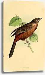 Постер Crimson Tanager, female