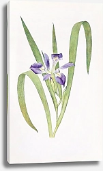 Постер Iris foliosa