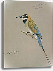 Постер White-throated Bee-eater