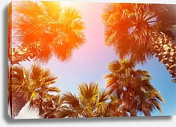 Постер Пальмы на фоне неба на закате